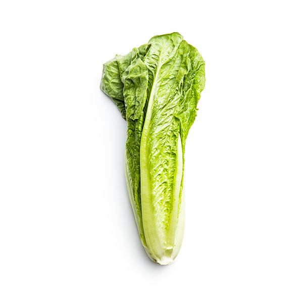 Head lettuce