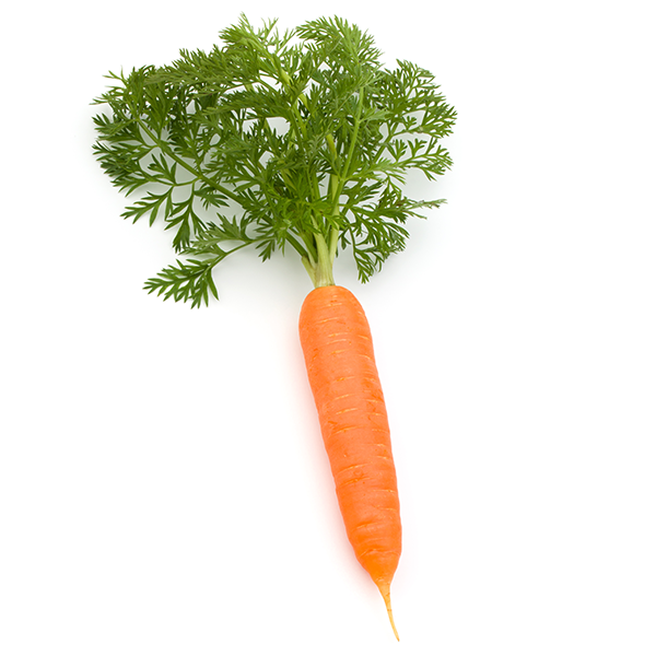 Carrot